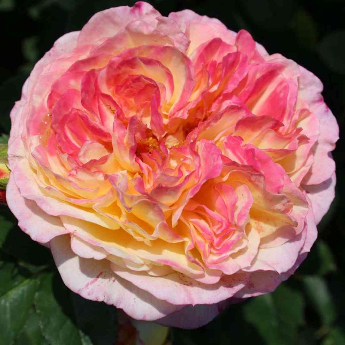 rozoman-zhanon1.jpg Розоман Жанон (Rosomane Janon)