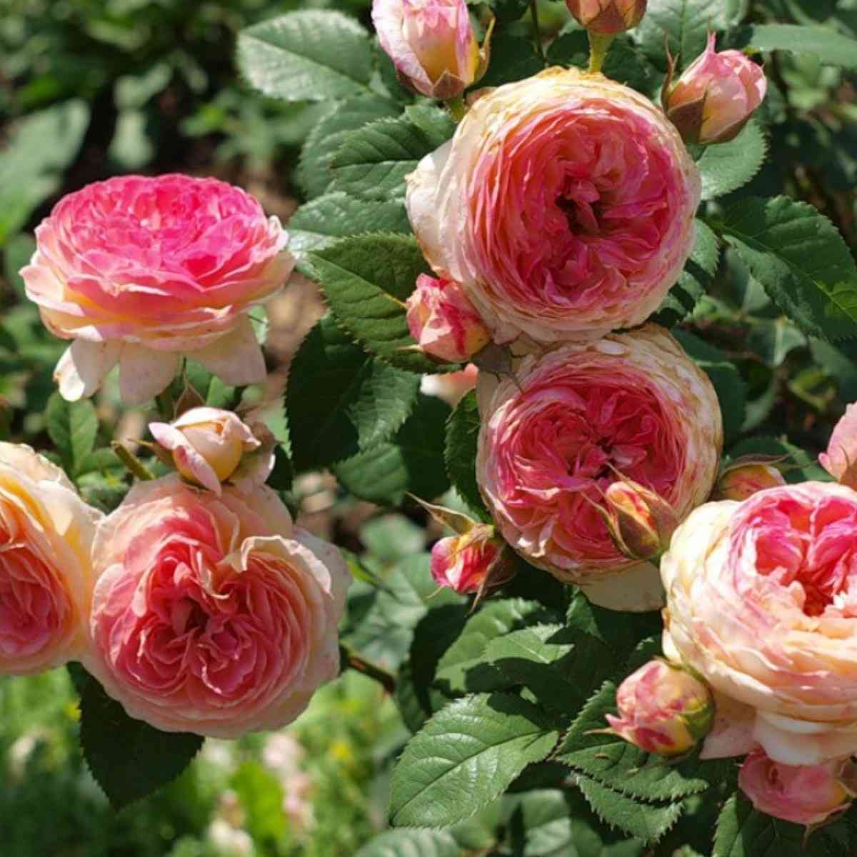 rozoman-zhanon2.jpg Розоман Жанон (Rosomane Janon)