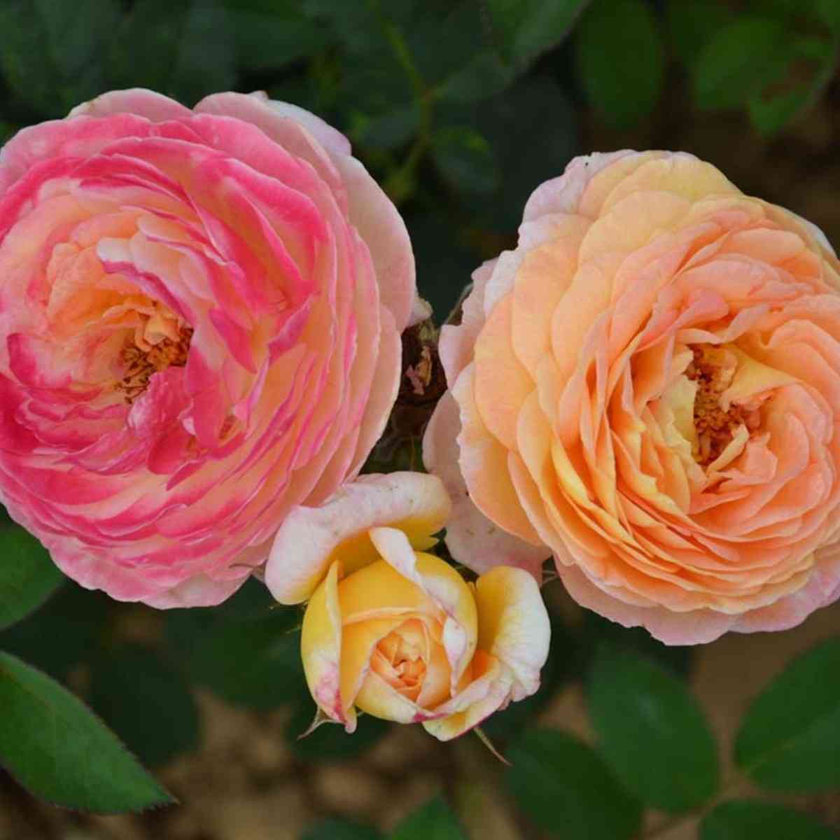 rozoman-zhanon3.jpg Розоман Жанон (Rosomane Janon)