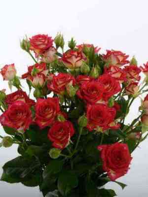 Рубиэлла (Rubyella)