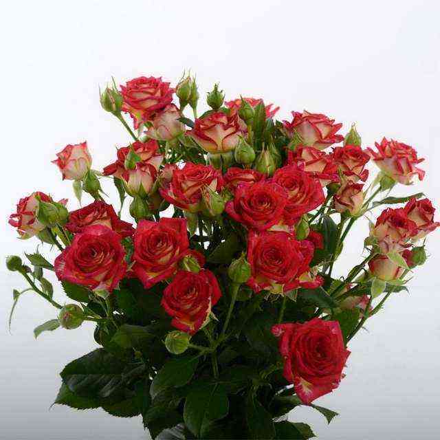 Рубиэлла (Rubyella)