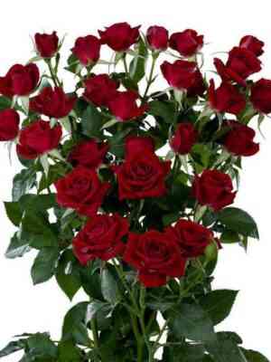 Рубикон (Rubicon)