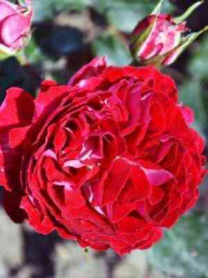 Гранатовый браслет (Garnet Bracelet)