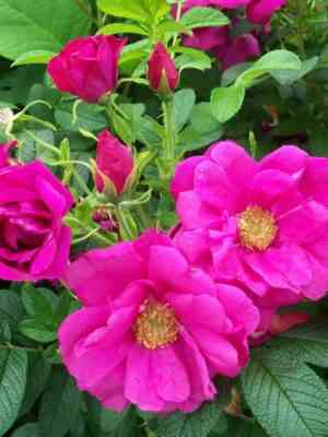 rubra.jpg Ругоза Рубра (Rosa Rugosa Rubra)