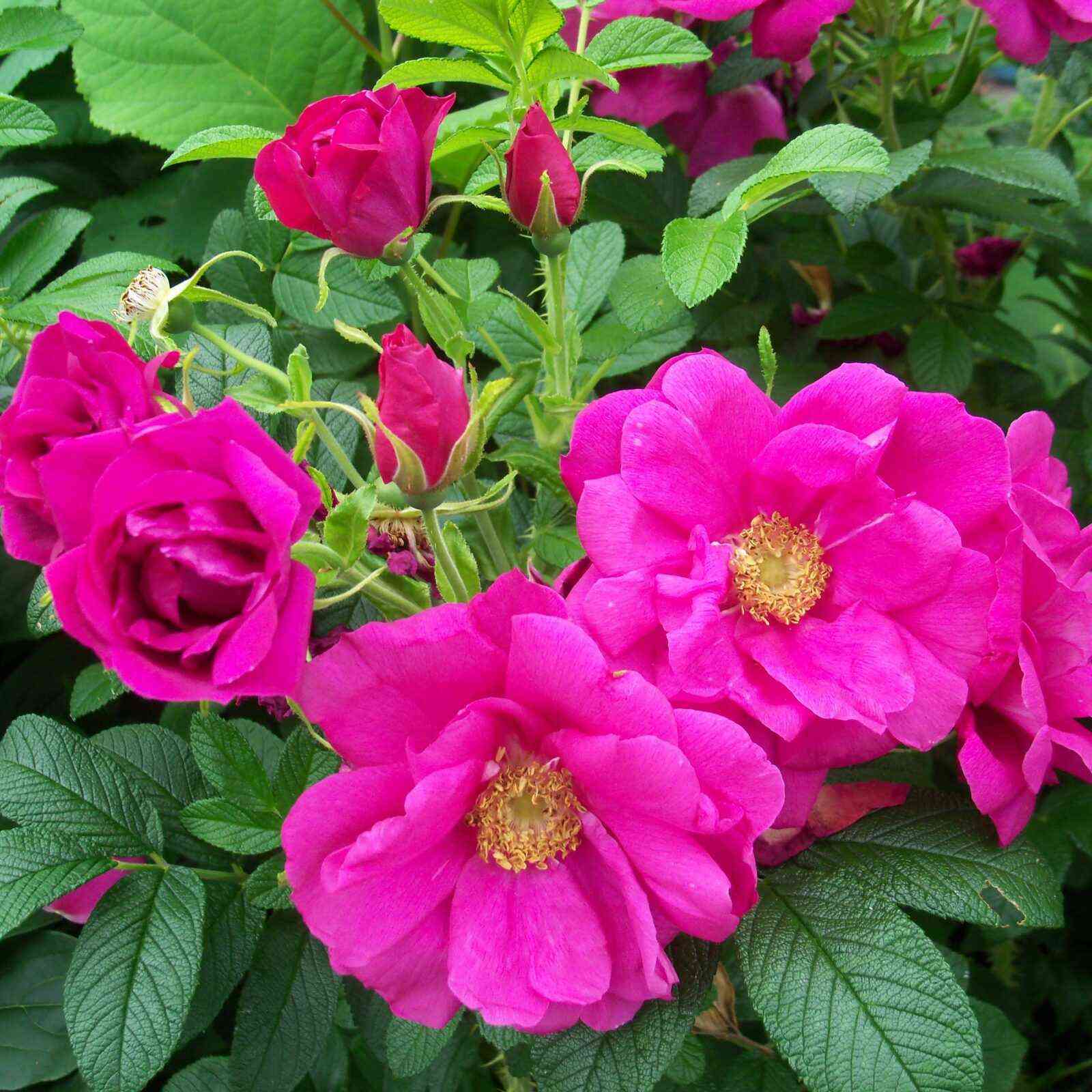 Ругоза Рубра (Rosa Rugosa Rubra)