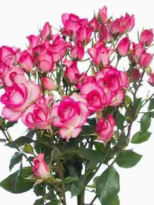 Рупски (Rupski)