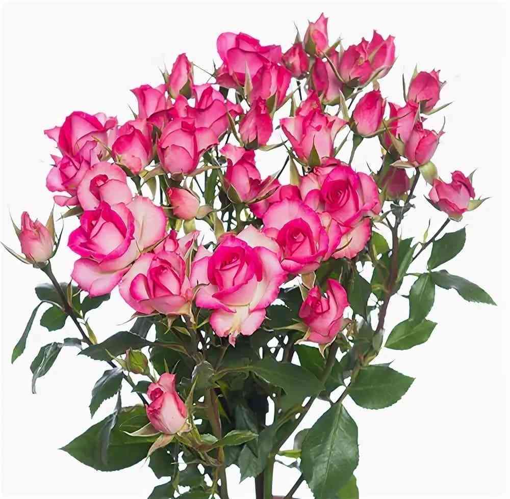 Рупски (Rupski)