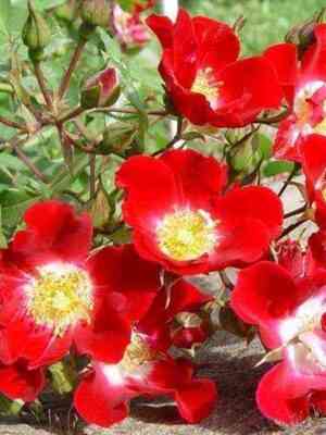 Руж Мейяндекор (Rouge Meillandecor)