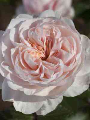 sabrina11.jpg Сабрина (Sabrina)