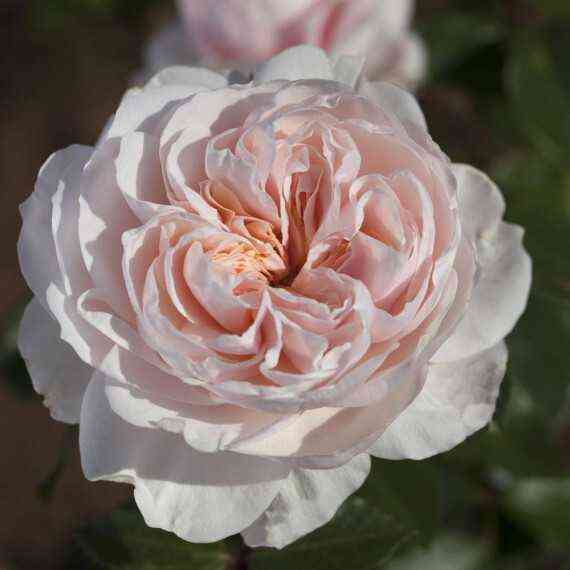 sabrina11.jpg Сабрина (Sabrina)