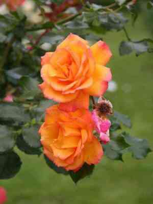 sahara.jpg Сахара (Sahara)