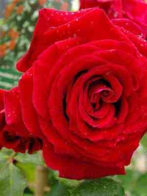 salambo.jpg Саламмбо (Salammbo)