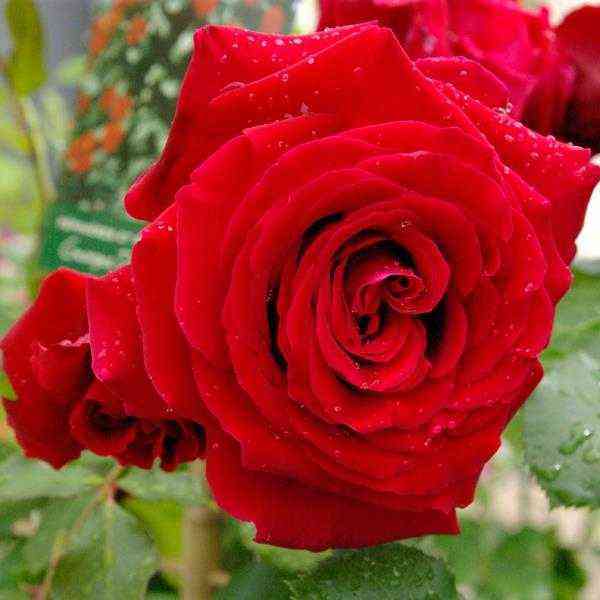 salambo.jpg Саламмбо (Salammbo)