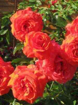 salita.jpg Салита (Salita)