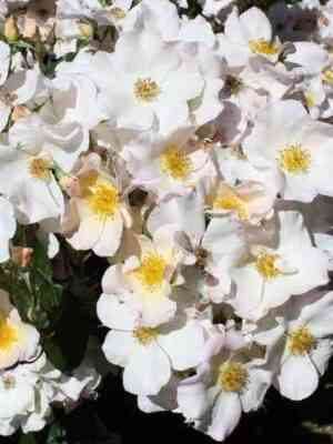 Салли Холмс (Sally Holmes)