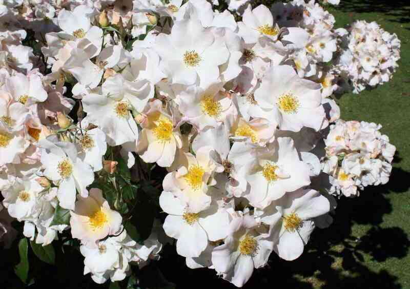 Салли Холмс (Sally Holmes)