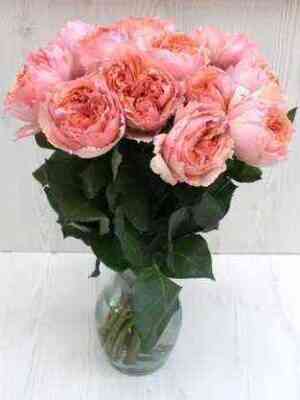 salmanasar_salmanasar_optimized.jpg Салманасар (Salmanasar)