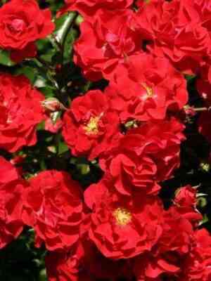 Сальса (Salsa)