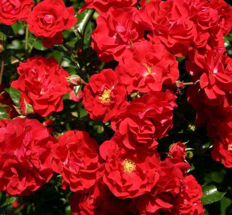 Сальса (Salsa)