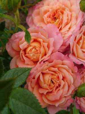 Самаритан (Samaritan)