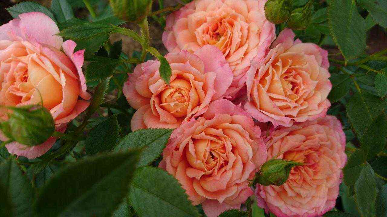 samaritan_samaritan_optimized.jpg Самаритан (Samaritan)