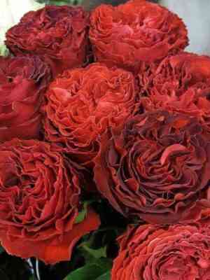 samarkanda_samarcanda_optimized.jpg Самарканда (Samarcanda)