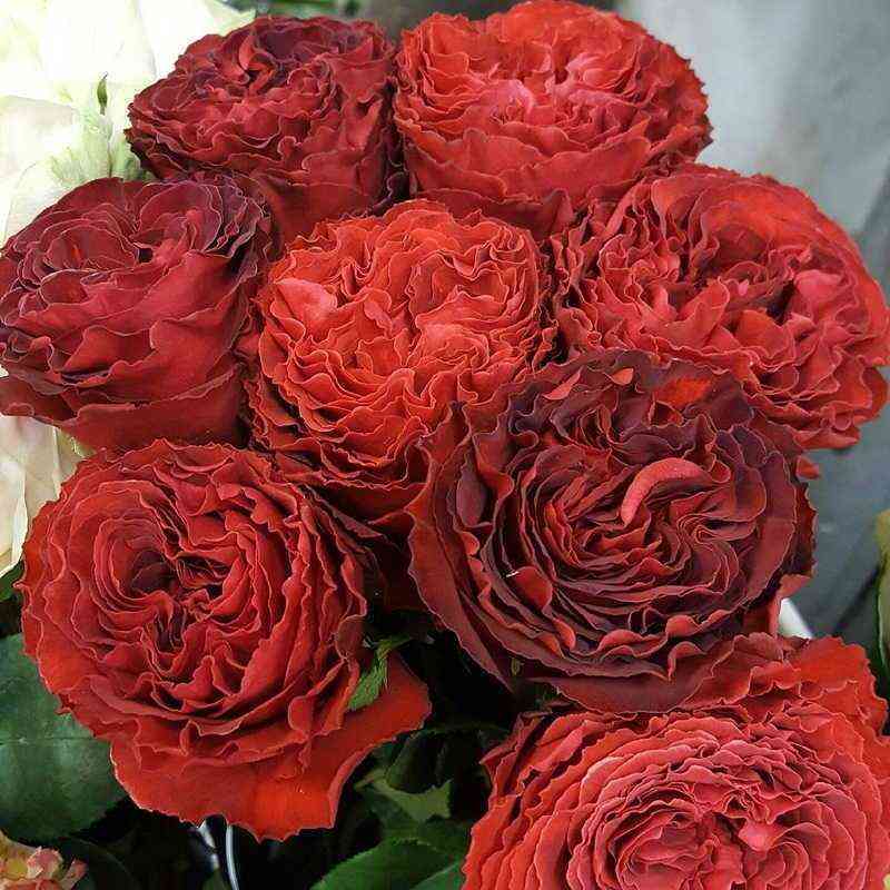 Самарканда (Samarcanda)