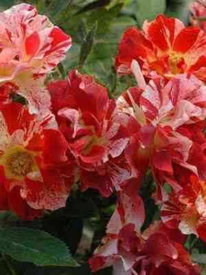 samma_lodzh.jpg Самма Лодж (Summer Lodge)