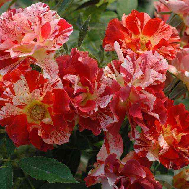 Самма Лодж (Summer Lodge)