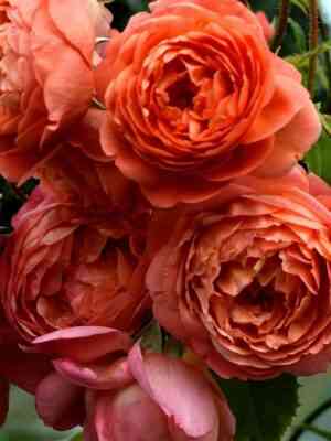 Саммер Сонг (Summer Song)