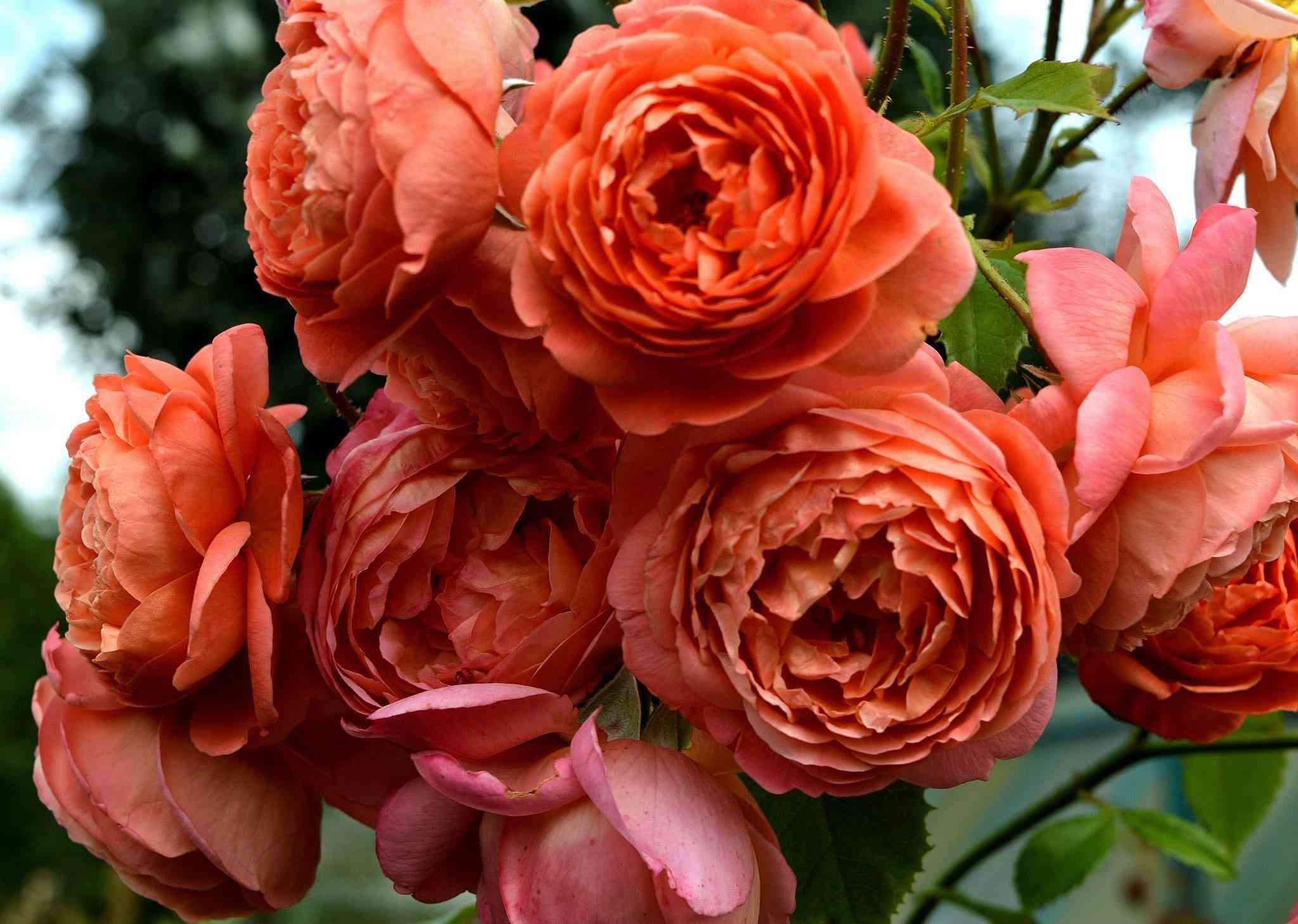 samme-song1.jpg Саммер Сонг (Summer Song)