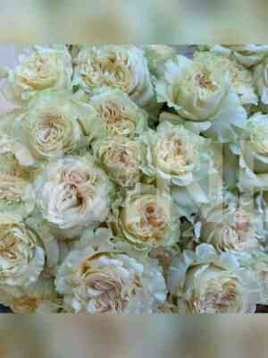 sammerrouz.jpg Саммерроуз (Summerrose)