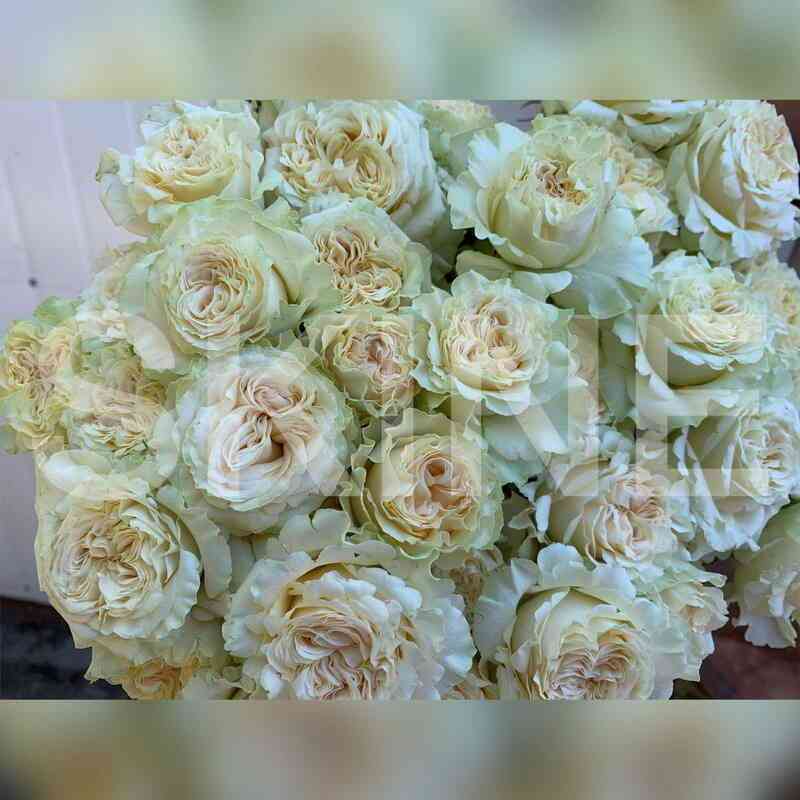 Саммерроуз (Summerrose)