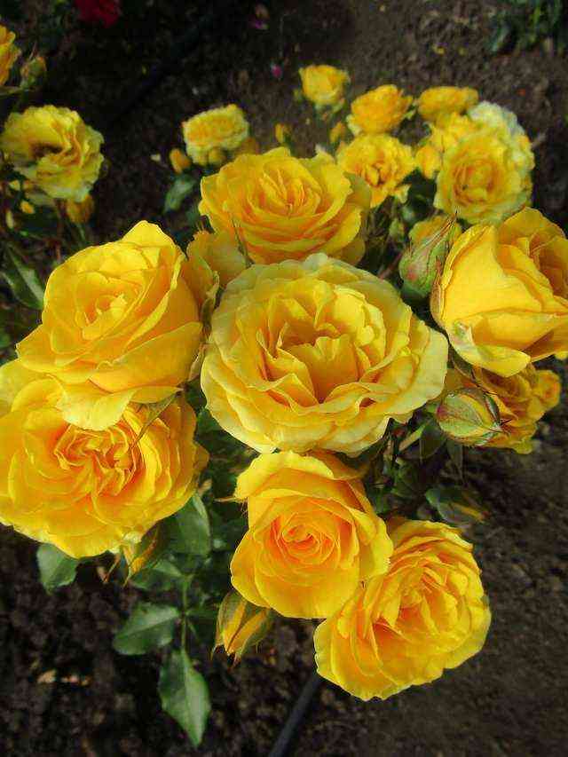 Сан Сити (Sun City)