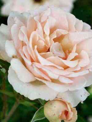 Сан Суси (Sans Souci)