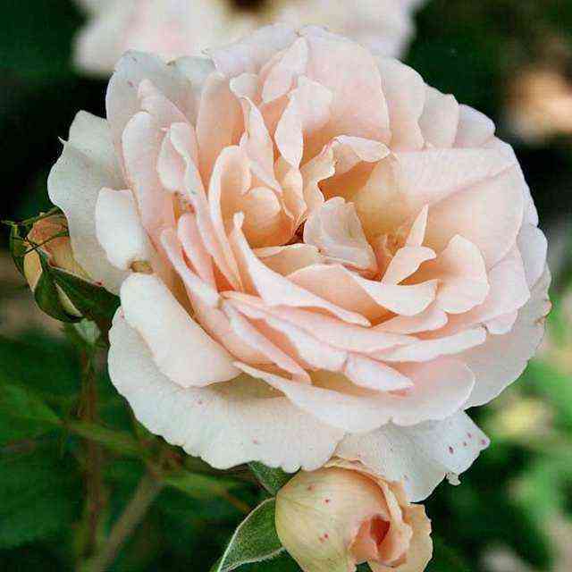 Сан Суси (Sans Souci)