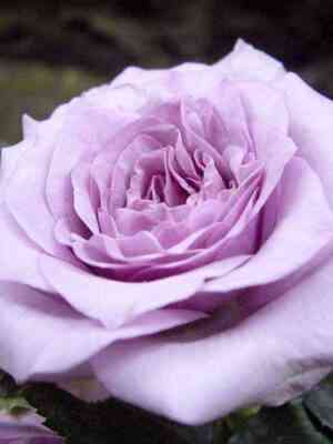 sandra-renesans.jpg Сандра Ренессанс (Sandra Renaissance)