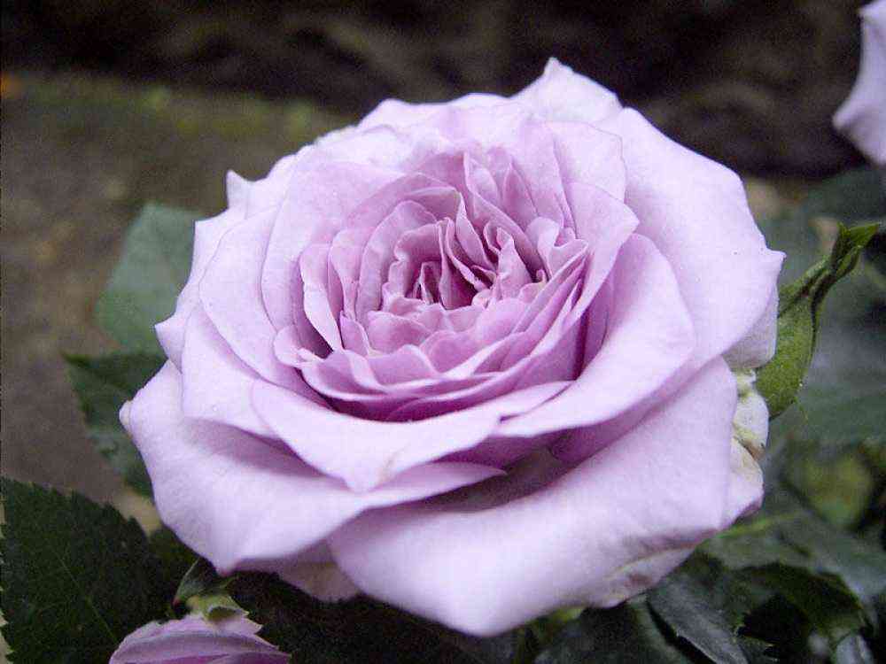 sandra-renesans.jpg Сандра Ренессанс (Sandra Renaissance)