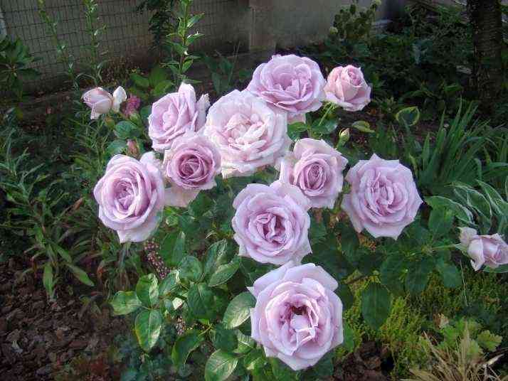 sandra-renesans1.jpg Сандра Ренессанс (Sandra Renaissance)