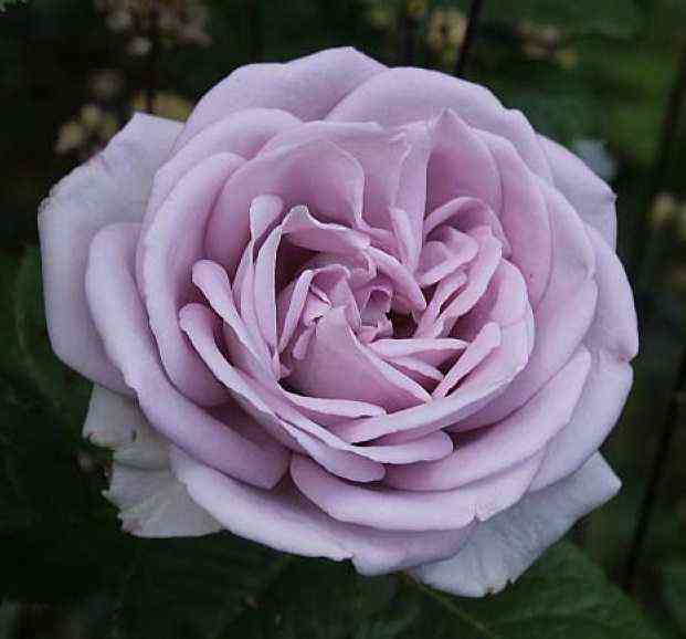 sandra-renesans2.jpg Сандра Ренессанс (Sandra Renaissance)