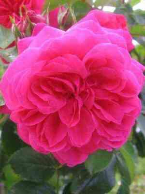 Сангрия (Sangria)