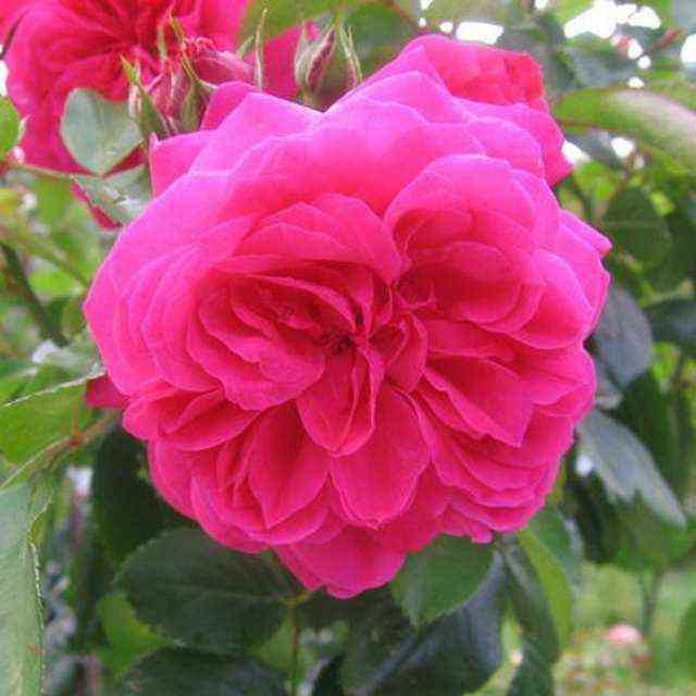 sangriya.jpg Сангрия (Sangria)