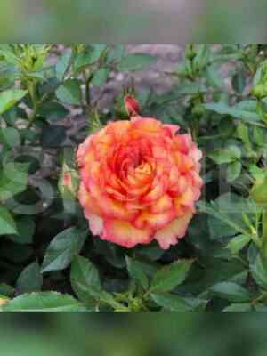 Санмейд (Sunmaid)