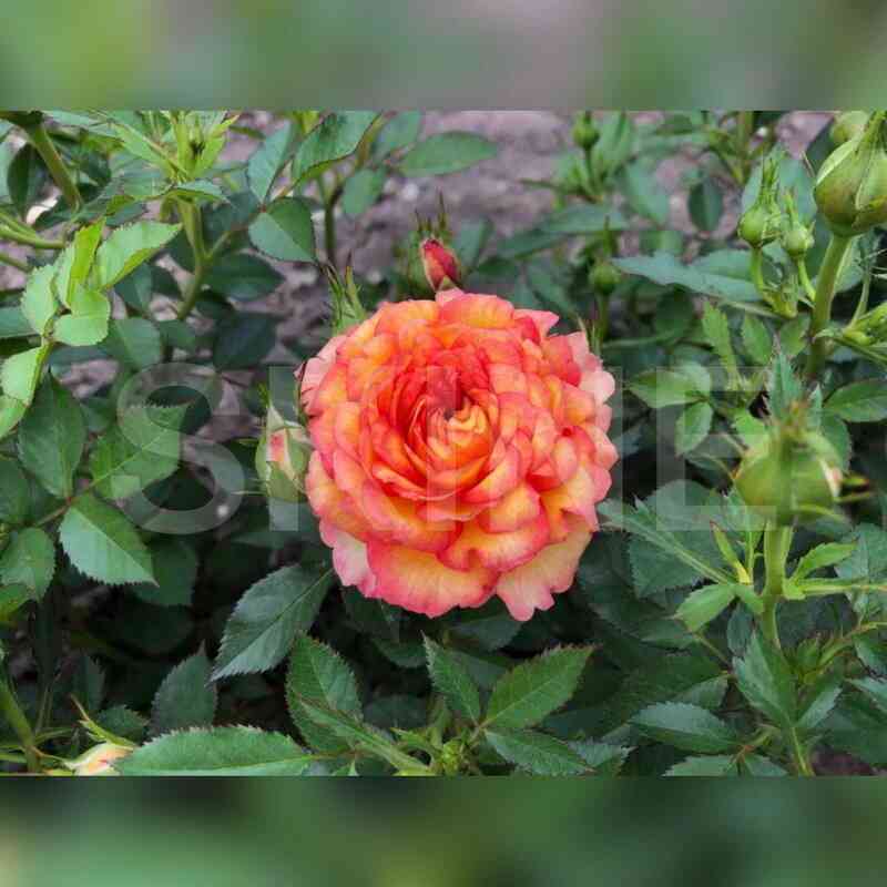 sanmejd.jpg Санмейд (Sunmaid)