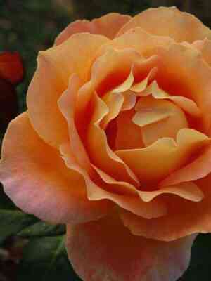 Сансет Сонг (Sunset Song)