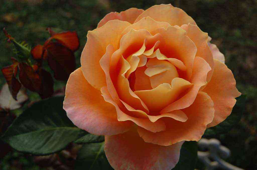 Сансет Сонг (Sunset Song)