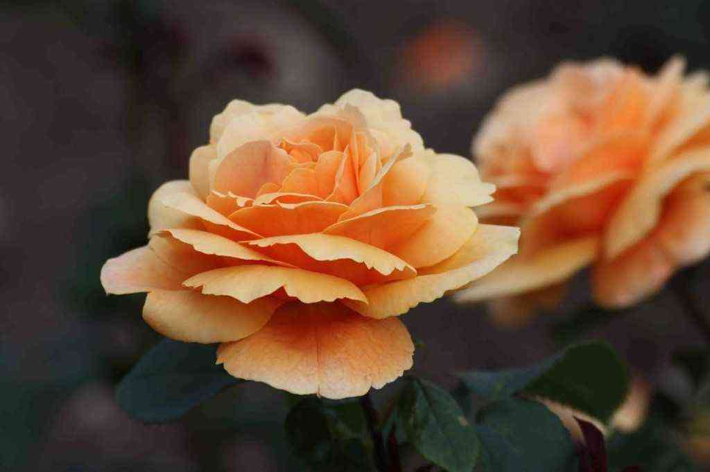 Сансет Сонг (Sunset Song)