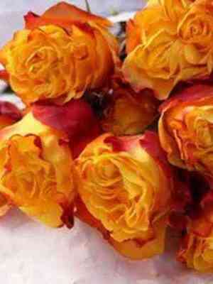 sansetekspreshn_sunsetx-pression_optimized.jpg Сансет Экспрешн (Sunset X-pression)