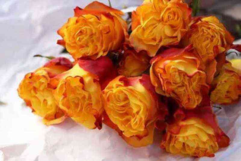 sansetekspreshn_sunsetx-pression_optimized.jpg Сансет Экспрешн (Sunset X-pression)