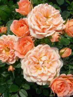 sansetmemori_sunsetmemory_optimized.jpg Сансет Мемори (Sunset Memory)